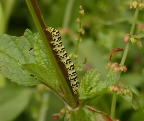 Réf. 207 555 : Cucullia scrophulariae